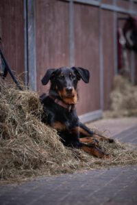 Beauceron hond